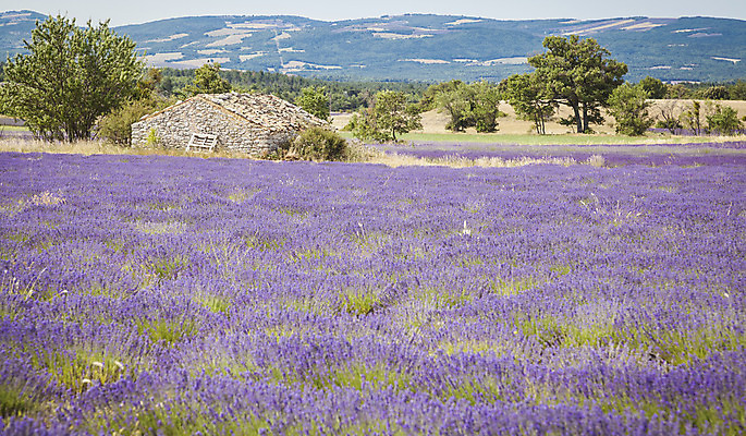포토 JPG 해외이미지 식물 꽃 유럽 백그라운드 밭 농업 자연 하늘 풍경 사람없음 여름 컬러풀 보라색 프랑스 시골 제비꽃 향기 라벤더 내추럴 프로방스 해외202004 해외포토 계절 나라 산업 컬러 허브 생태계 냄새 파일형식 이미지허브