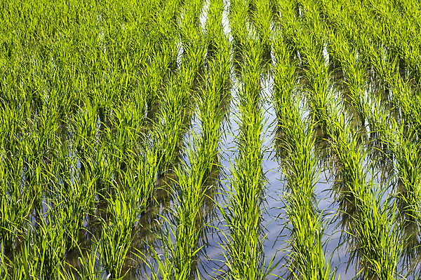 포토 JPG 해외이미지 식물 직업 전통 아시아 문화 음식 농업 자연 밥 노동자 사람 동양인 풍경 사람없음 야외 초록색 물 농작물 농장 농경지 중국 수확 성장 시골 업무 뜨거움 농부 낟알 유기농 베트남 발리 인도네시아 장면 밀짚 논밭 밭일 해외202004 해외포토 자연요소 웰빙 나라 산업 컬러 섬 밭 논 인종 동남아시아 작업 짚 생태계 파일형식 이미지허브
