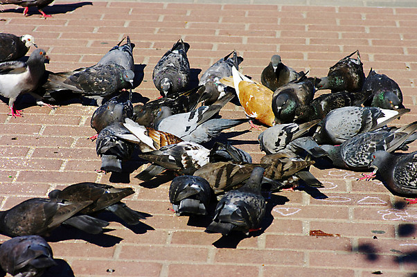 포토 JPG 해외이미지 디자인 외관 여행 백그라운드 조류 휴가 사람없음 도시풍경 여행객 회색 도시 필름 흔적 비둘기 정사각형 광장 장면 타운 타이틀 구역 옛날 해외202004 해외포토 도형 동물 컬러 사람 풍경 파일형식 이미지허브
