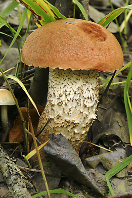 포토 JPG 해외이미지 나무 식물 계절 음식 줄기 백그라운드 잎 다이어트 재료 자연 건강 이끼 요리 사람없음 목재 빨간색 초록색 갈색 바구니 환경 식사 버섯 성장 가을 나뭇가지 숲 수집 먹기 그물버섯 땅바닥 식용 캡모자 해외202004 해외포토 모자_잡화 컬러 모션 바닥 생태계 파일형식 이미지허브