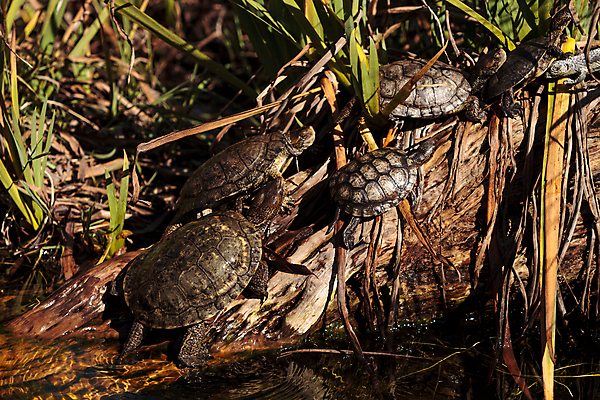 포토 JPG 해외이미지 파충류 양서류 사람없음 쌓기 연못 개울 거북이 해외202004 해외포토 동물 모션 강 파일형식 이미지허브