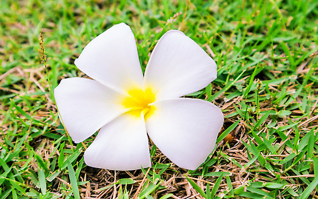 포토 JPG 해외이미지 나무 계절 공원 꽃잎 꽃 얼굴 백그라운드 잎 겨울 자연 휴식 따뜻함 풍경 사람없음 초록색 여름 정원 스파 봄 놀이방 터치 추위 벚꽃 흰색 신선 뜨거움 개화 역사 보석 원예 향기 냄새 공상 내추럴 수목 이국적 그리너리 해외202004 해외포토 식물 공공시설 컬러 컨셉 취미 신체부위 광석 생태계 파일형식 트랜드컬러 이미지허브