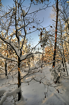포토 JPG 해외이미지 나무 계절 도로 길 여행 크리스마스 겨울 자연 풍경 사람없음 목재 장식 물 파란색 여행객 평화 일출 냉동 얼음 어둠 침묵 황혼 일몰 새벽 추위 흰색 나뭇가지 시골 고독 야간 숲 12월 서리 트랙 장면 폴란드 1월 2월 눈내림 해외202004 해외포토 자연요소 식물 기념일 감정 유럽 컬러 컨셉 재료 교통시설 눈_날씨 사람 노을 소리 날짜 생태계 파일형식 이미지허브