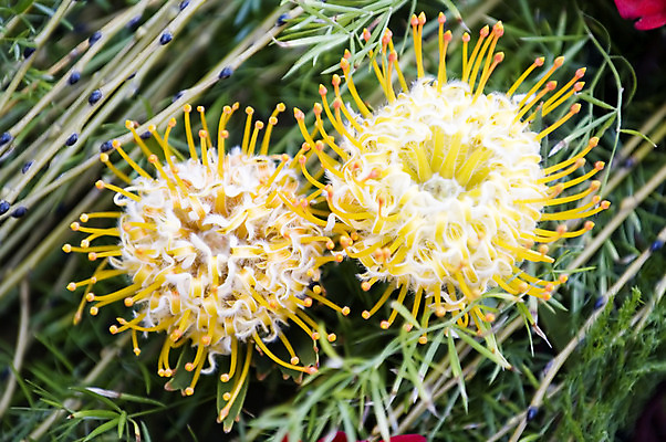 포토 JPG 해외이미지 식물 꽃잎 꽃 줄기 잎 2 꽃무늬 패턴 오렌지 아프리카 자연 불꽃 나선형 사람없음 야외 빨간색 초록색 노란색 머리카락 정원 들꽃 성장 벚꽃 신선 오픈 실크 날카로움 부드러움 스파이크 떠남 이국적 해외202004 해외포토 나라 컬러 무늬 과일 모션 불 머리 직물 감각 생태계 파일형식 이미지허브