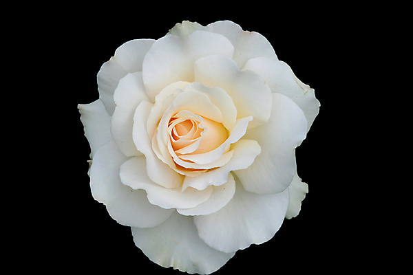 포토 JPG 해외이미지 1 꽃잎 꽃 사람없음 장미 검은색 벚꽃 흰색 싱글 향기 향 고립 해외202004 해외포토 식물 컬러 냄새 파일형식 이미지허브