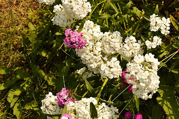 포토 JPG 해외이미지 식물 계절 꽃잎 꽃 분홍색 백그라운드 잎 꽃무늬 패턴 자연 선물 사람없음 야외 장식 빨간색 초록색 컬러풀 햇빛 정원 보라색 봄 벚꽃 신선 개화 닫기 선택 소프트포커스 오브젝트 내추럴 그리너리 해외202004 튀르키예 해외포토 아시아 컬러 컨셉 무늬 모션 촬영기법 태양 생태계 파일형식 트랜드컬러 이미지허브