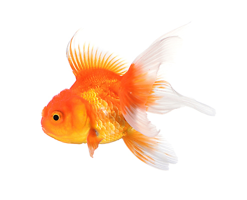 포토 JPG 해외이미지 동물 바다 백그라운드 이동 오렌지 자연 어류 사람없음 반려동물 머리 수중 수영 흰색 투명 사발 황금 작음 어항 싱글 꼬리 금붕어 심플 탱크 수영선수 수족관 서식지 고립 동물상 혼자 해외202004 해외포토 컬러 컨셉 과일 운동선수 신체부위 조형물 수중동물 수상스포츠 사기그릇 크기 생태계 파일형식 이미지허브