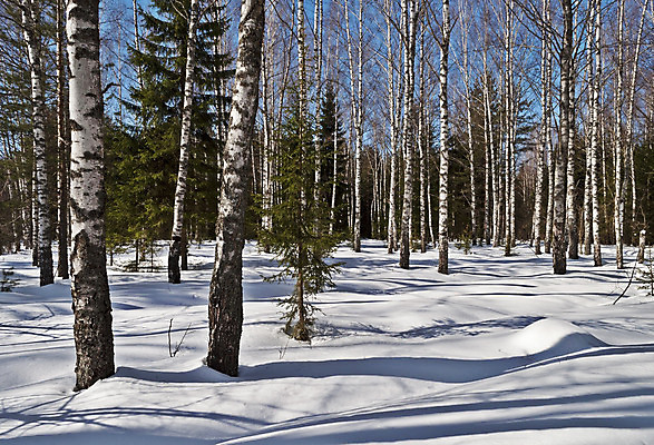 포토 JPG 해외이미지 나무 계절 겨울 자연 하늘 풍경 사람없음 야외 목재 햇빛 침묵 봄 추위 흰색 나뭇가지 숲 서리 자작나무 벌거벗은 눈내림 겨울풍경 해외202004 해외포토 식물 컬러 재료 눈_날씨 태양 소리 생태계 파일형식 이미지허브