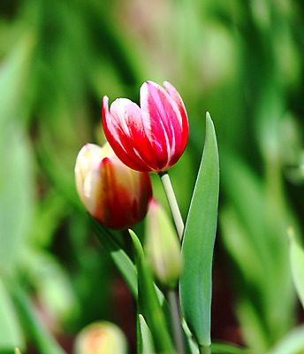 포토 JPG 해외이미지 식물 계절 꽃 분홍색 꽃다발 백그라운드 잎 자연 사람없음 야외 빨간색 초록색 햇빛 머리 어둠 봄 튤립 흰색 닫기 오브젝트 싱글 장면 해외202004 해외포토 컬러 모션 신체부위 태양 생태계 파일형식 이미지허브