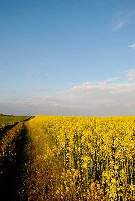 포토 JPG 해외이미지 꽃 도로 선 밭 농업 하늘 휴가 씨앗 풍경 사람없음 초록색 여름 파란색 태양 갈색 노란색 수확 가을 시골 개화 주말 천국 구성 직진 타격 수평선 해외202004 해외포토 자연요소 식물 계절 산업 길 컬러 교통시설 모션 파일형식 이미지허브