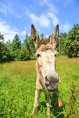 포토 JPG 해외이미지 동물 척추동물 1 응시 얼굴 백그라운드 밭 농업 포유류 자연 하늘 염소 치즈 생물 털 사람없음 초록색 농장 갈색 머리 가축 흰색 시골 귀 슛 당나귀 고립 밭일 초식 해외202004 해외포토 시선 산업 컬러 유제품 신체부위 말_동물 생태계 파일형식 이미지허브