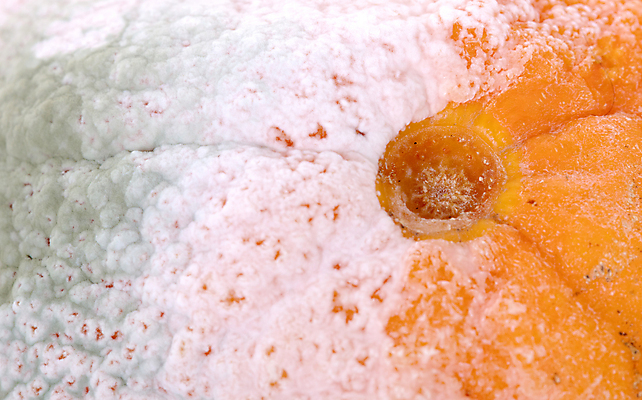 포토 JPG 해외이미지 음식 백그라운드 농업 다이어트 오렌지 귤 요리 사람없음 컬러풀 저녁식사 흰색 먹기 흰배경 나쁜 썩음 해외202004 해외포토 산업 컬러 과일 모션 건강 식사 파일형식 이미지허브