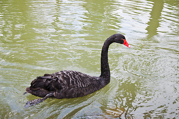 포토 JPG 해외이미지 동물 1 호수 물결 야생동물 백그라운드 2 패턴 자연 조류 아침 사랑 미술 사람없음 야외 옆모습 물 파란색 빛 반사 평화 수영 침묵 거울 안개 흰색 연못 황무지 우아함 순수 깃털 백조 장면 지역 천국 단아함 벙어리 웅장함 해외202004 해외포토 주간 자연요소 감정 뷰포인트 컬러 컨셉 무늬 날씨 문화예술 소리 수상스포츠 생태계 파일형식 이미지허브