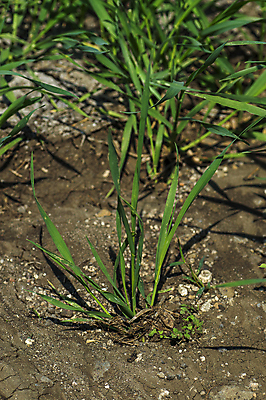 포토 JPG 해외이미지 식물 계절 음식 빵 줄기 백그라운드 밭 농업 자연 하늘 날씨 건조 건강 씨앗 풍경 사람없음 야외 초록색 농작물 농장 농경지 노란색 새싹 환경 봄 수확 성장 가을 시골 황금 낟알 땅 시리얼 밀 유기농 보리 귀 밀짚 내추럴 밭일 숙성 호밀 해외202004 해외포토 웰빙 산업 컬러 곡류 신체부위 짚 생태계 파일형식 이미지허브