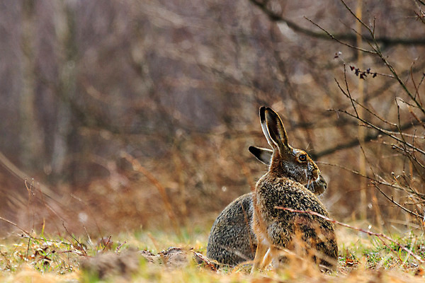 포토 JPG 해외이미지 동물 1 응시 행복 얼굴 야생동물 백그라운드 포유류 자연 부활절 털 사랑 앉기 사람없음 빨간색 초록색 반려동물 농장 갈색 검은색 봄 회색 흰색 토끼 관찰 달콤 작음 자르기 싱글 귀 부드러움 고립 해외202004 해외포토 시선 계절 기념일 감정 컬러 농업 모션 신체부위 감각 맛 크기 생태계 파일형식 이미지허브
