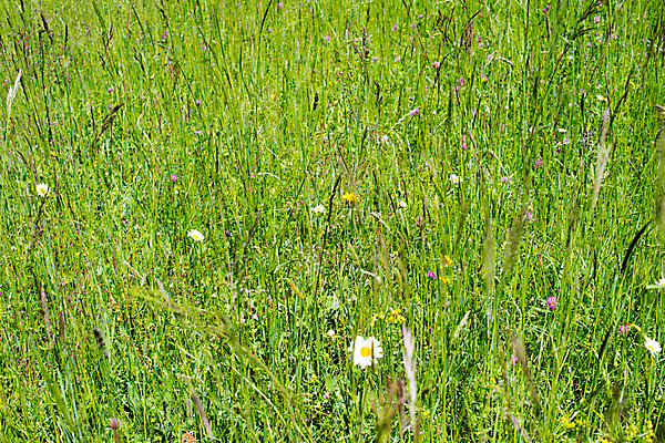 포토 JPG 해외이미지 식물 계절 꽃 유럽 여행 잎 꽃무늬 밭 자연 풍경 사람없음 야외 초록색 여름 컬러풀 햇빛 태양 환경 맑음 봄 이탈리아 들꽃 벚꽃 시골 개화 땅 지중해 언덕 유기농 데이지 내추럴 밭일 해외202004 해외포토 자연요소 웰빙 나라 바다 컬러 무늬 농업 날씨 생태계 파일형식 이미지허브