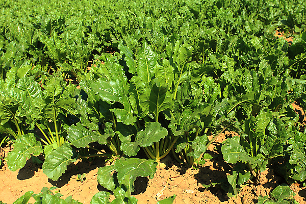 포토 JPG 해외이미지 식물 계절 산업 선 음식 백그라운드 잎 패턴 밭 농업 채소 자연 하늘 풍경 사람없음 야외 가로 초록색 여름 농작물 농장 농경지 흙 봄 수확 성장 흰색 시골 큼 땅 설탕 뿌리 장면 땅바닥 밭일 비트 줄서기 수평선 세련 해외202004 해외포토 컬러 무늬 모션 바닥 크기 생태계 파일형식 이미지허브