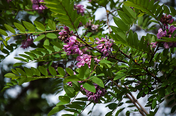 포토 JPG 해외이미지 나무 식물 디자인 꽃잎 꽃 분홍색 꽃다발 백그라운드 꽃무늬 자연 발렌타인데이 선물 사랑 사람없음 장식 빨간색 초록색 장미 봄 성장 벚꽃 흰색 신선 내추럴 아카시아 해외202004 해외포토 계절 감정 컬러 무늬 데이이벤트 생태계 파일형식 이미지허브
