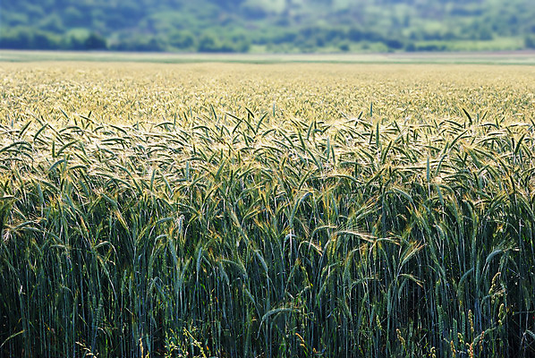 포토 JPG 해외이미지 식물 계절 산업 문화 음식 빵 줄기 백그라운드 밭 농업 재료 자연 건강 씨앗 풍경 사람없음 초록색 여름 빛 농작물 농장 농경지 흙 수확 성장 시골 황금 낟알 땅 시리얼 밀 보리 스파이크 밀짚 내추럴 땅바닥 밭일 숙성 해외202004 해외포토 컬러 곡류 바닥 짚 생태계 파일형식 이미지허브