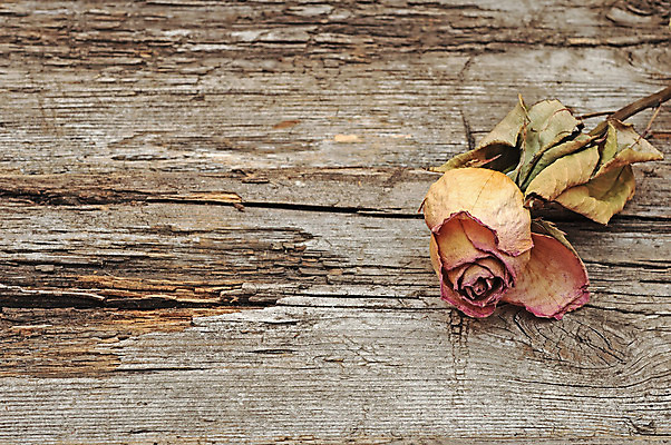 포토 JPG 해외이미지 나무 식물 꽃 백그라운드 꽃무늬 패턴 자연 표면 날씨 프레임 건조 사람없음 목재 장식 장미 우주 스파 슬픔 수확 골동품 가을 시골 죽음 균열 약국 허브 질감 아로마 아로마테라피 테라피 조제 내추럴 그런지 깨짐 수목 옛날 해외202004 해외포토 계절 감정 컨셉 무늬 농업 재료 의학 모션 뷰티 약 생태계 만들기 파일형식 이미지허브