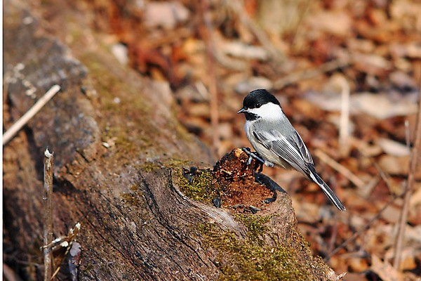 포토 JPG 해외이미지 나무 동물 손 공원 야생동물 음식 캐나다 겨울 날개 자연 조류 씨앗 앉기 사람없음 야외 검은색 추위 흰색 나뭇가지 관찰 숲 작음 먹기 깃털 부리 수유 해외202004 해외포토 식물 계절 공공시설 컬러 북아메리카 모션 신체부위 크기 생태계 파일형식 이미지허브
