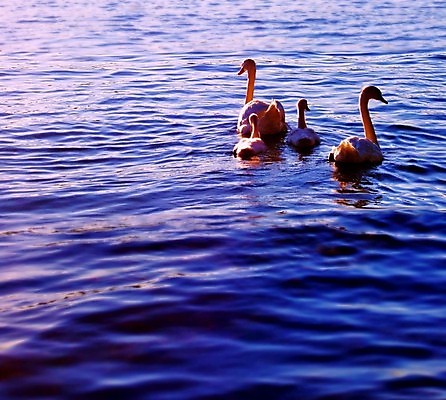 포토 JPG 해외이미지 동물 호수 야생동물 파도 가족 자연 조류 엄마 병아리 풍경 사람없음 야외 물 파란색 빛 햇빛 평화 환경 수영 젖음 흰색 신선 우아함 떨어짐 보호 깃털 백조 내추럴 웅장함 잔물결 해외202004 해외포토 자연요소 물결 바다 컬러 컨셉 관계 태양 수상스포츠 생태계 파일형식 이미지허브