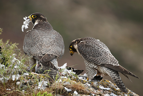 포토 JPG 해외이미지 동물 커플 응시 여자 남자 얼굴 야생동물 포유류 자연 조류 앉기 사람없음 야외 옆모습 보호 깃털 속도 비둘기 사냥 육식동물 사냥꾼 계산서 순례자 해외202004 해외포토 멸종위기종 직업 시선 뷰포인트 컨셉 관계 모션 사람 신체부위 생태계 파일형식 이미지허브