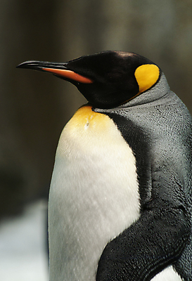 포토 JPG 해외이미지 동물 야생동물 신체 조류 서기 사람없음 검은색 흰색 왕 가득함 깃털 펭귄 부리 고립 해외202004 해외포토 컬러 모션 파일형식 이미지허브