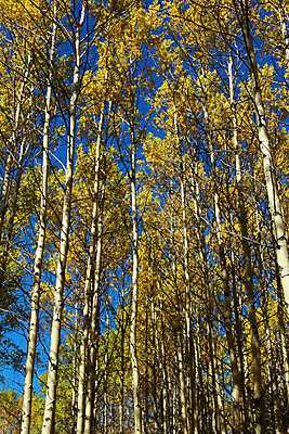 포토 JPG 해외이미지 나무 계절 잎 캐나다 날리기 바람 사람없음 빛 햇빛 태양 노란색 추위 가을 소프트포커스 숲 시원함 10월 미루나무 밴프 앨버타 로키산맥 해외202004 해외포토 자연요소 식물 컬러 북아메리카 모션 날씨 산 촬영기법 날짜 파일형식 이미지허브