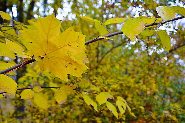 포토 JPG 해외이미지 나무 식물 계절 공원 유럽 백그라운드 단풍 잎 패턴 오렌지 자연 벽지 독일 풍경 사람없음 야외 장식 빨간색 초록색 빛 컬러풀 햇빛 노란색 일출 환경 일몰 활발 광선 가을 시골 신선 변화 황금 숲 오솔길 유기농 모음 빛망울 내추럴 강렬 되감기 프랑크푸르트 해외202004 해외포토 웰빙 공공시설 나라 길 컬러 컨셉 무늬 과일 한글 태양 노을 도시 생태계 파일형식 이미지허브