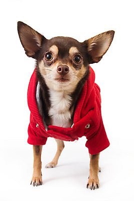 포토 JPG 해외이미지 스튜디오촬영 동물 겨울 사람없음 빨간색 반려동물 갈색 재킷 코트 개 흰배경 치와와 해외202004 해외포토 계절 컬러 백그라운드 포유류 실내 외투 흰색 파일형식 이미지허브