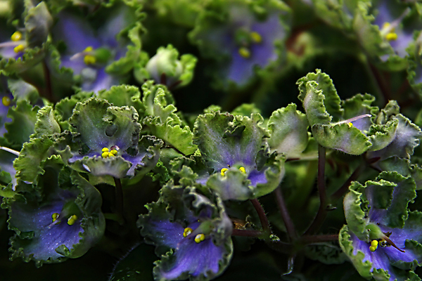 포토 JPG 해외이미지 식물 디자인 꽃잎 꽃 분홍색 꽃다발 백그라운드 잎 꽃무늬 패턴 자연 주택 취미 사람없음 내부 장식 초록색 컬러풀 정원 보라색 놀람 봄 벚꽃 신선 냄비 제비꽃 묘사 원예 내추럴 심기 영원 해외202004 해외포토 계절 감정 컬러 무늬 모션 표정 건물 솥 생태계 파일형식 이미지허브
