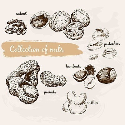 EPS 해외이미지 음식 과일 일러스트 요리 그래픽 세트 견과류 껍질 가시 맛 낙서 스케치 수집 피부 그림 땅콩 호두 찌르기 다리찢기 수목 헤이즐넛 해외202004 해외일러스트 컨셉 모션 미술 신체부위 파일형식 벡터 이미지허브