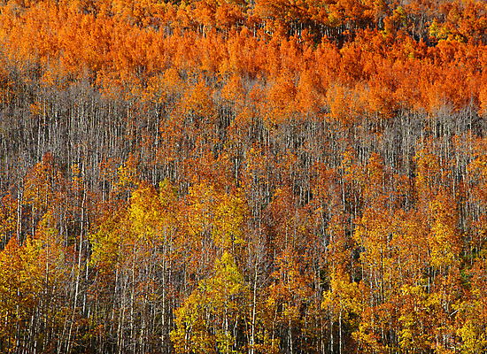 포토 JPG 해외이미지 나무 여행 잎 오렌지 하늘 산 사람없음 가로 초록색 노란색 미국 덮개 가을 숲 9월 11월 북쪽 10월 전국 절정 콜로라도 해외202004 해외포토 식물 계절 컬러 북아메리카 과일 뚜껑 날짜 방향 파일형식 이미지허브