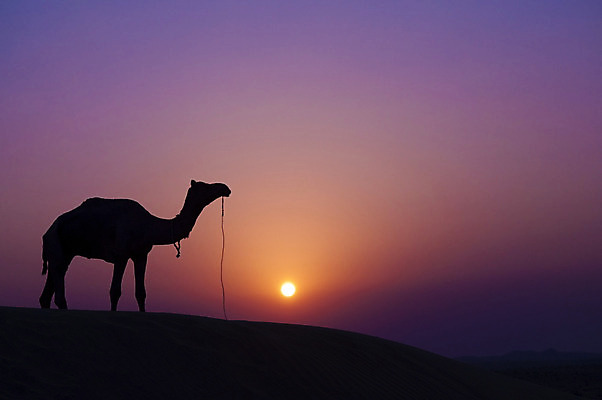 포토 JPG 해외이미지 모양 동물 1 실루엣 모래 여행 백그라운드 자연 하늘 산 그림자 풍경 사람없음 야외 가로 여름 태양 걷기 일출 보라색 검은색 어둠 황혼 일몰 새벽 사막 뜨거움 비교 황무지 고독 야간 저녁 모래언덕 사파리 언덕 싱글 낙타 지역 내추럴 수평선 해외202004 해외포토 자연요소 계절 감정 컬러 컨셉 포유류 모션 촬영기법 노을 생태계 파일형식 이미지허브