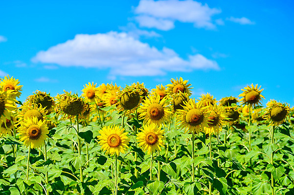 포토 JPG 해외이미지 구름 백그라운드 꽃밭 하늘 해바라기 사람없음 노란색 활발 해외202004 해외포토 자연요소 꽃 컬러 컨셉 파일형식 이미지허브
