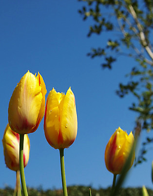 포토 JPG 해외이미지 식물 계절 꽃잎 꽃 꽃무늬 자연 사람없음 야외 초록색 정원 보라색 봄 튤립 벚꽃 흰색 신선 내추럴 해외202004 해외포토 컬러 무늬 생태계 파일형식 이미지허브