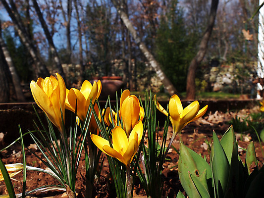 포토 JPG 해외이미지 식물 계절 공원 꽃잎 꽃 꽃무늬 밭 자연 하늘 부활절 새로움 사람없음 야외 초록색 여름 햇빛 노란색 정원 맑음 봄 활발 들꽃 성장 벚꽃 신선 개화 5월 싱글 원예 꽃가루 강렬 해외202004 해외포토 공공시설 기념일 컬러 컨셉 무늬 농업 날씨 취미 태양 날짜 가루 생태계 파일형식 이미지허브