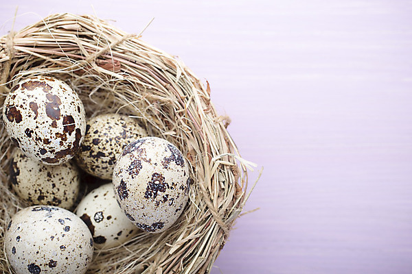 포토 JPG 해외이미지 동물 계절 음식 백그라운드 자연 부활절 사람없음 목재 장식 갈색 계란 봄 점 그룹 둥지 작음 먹기 심볼 오브젝트 유기농 날것 밀짚 메추리 해외202004 해외포토 나무 웰빙 기념일 컬러 재료 모션 알 짚 크기 생태계 파일형식 이미지허브