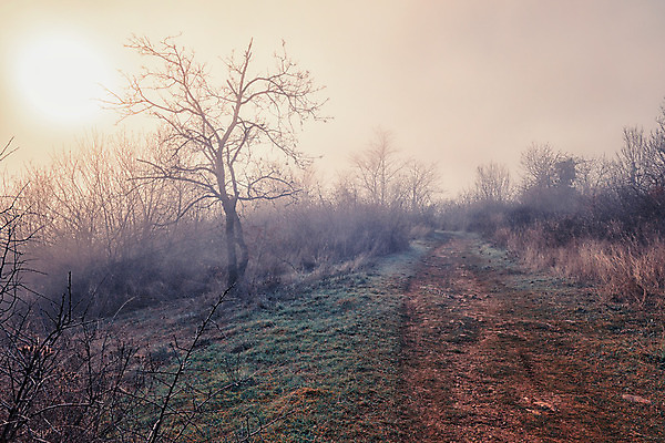 포토 JPG 해외이미지 길 겨울 풍경 사람없음 목재 이탈리아 추위 안개 시골 숲 뿌연 해외202004 해외포토 나무 계절 유럽 재료 날씨 파일형식 이미지허브