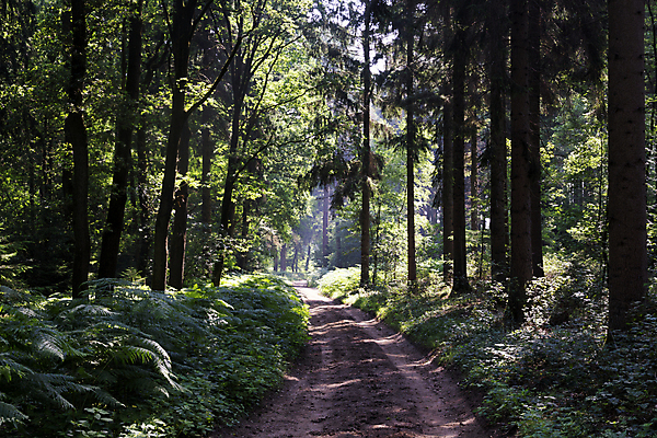 포토 JPG 해외이미지 나무 길 자연 풍경 사람없음 침묵 분위기 숲 신비 언덕 네덜란드 트랙 조용 보호구역 선로 해외202004 해외포토 식물 유럽 컨셉 소리 생태계 구역 파일형식 이미지허브
