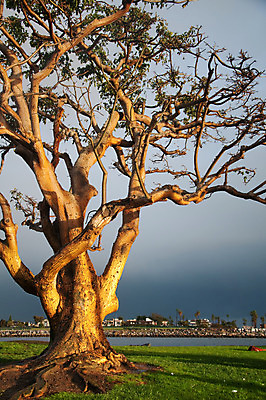 포토 JPG 해외이미지 나무 식물 계절 공원 줄기 백그라운드 잎 자연 풍경 사람없음 야외 목재 초록색 물 여름 평화 일출 환경 정원 검은색 일몰 봄 흰색 나뭇가지 고독 숲 큼 싱글 유기농 캘리포니아 내추럴 옛날 해외202004 해외포토 자연요소 웰빙 공공시설 감정 컬러 컨셉 재료 노을 미국 크기 생태계 파일형식 이미지허브