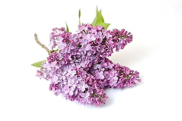 포토 JPG 해외이미지 나무 식물 계절 꽃 자연 사람없음 야외 파란색 보라색 봄 벚꽃 개화 향기 냄새 라일락 해외202004 해외포토 컬러 생태계 파일형식 이미지허브