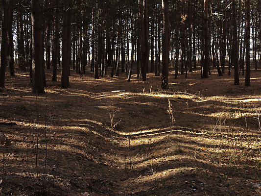 포토 JPG 해외이미지 나무 식물 공원 자연 그림자 풍경 사람없음 야외 가로 빛 햇빛 태양 우주 어둠 침묵 금지 소나무 황무지 고독 숲 지역 상록수 침엽수 내추럴 삼림지대 해외202004 해외포토 자연요소 공공시설 감정 소리 생태계 파일형식 이미지허브