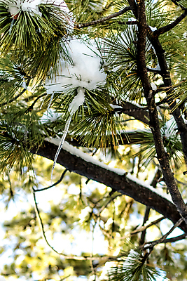 포토 JPG 해외이미지 식물 계절 호수 겨울 자연 휴가 산 건조 풍경 사람없음 야외 글로벌 환경 얼음 사막 추위 소나무 변화 닫기 숲 묘사 캘리포니아 고드름 무거움 남쪽 로스앤젤레스 해외202004 해외포토 자연요소 나무 컨셉 모션 미국 무게 방향 생태계 파일형식 이미지허브