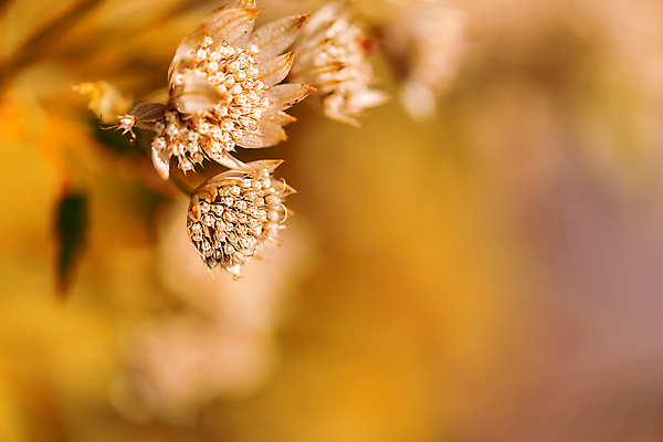 포토 JPG 해외이미지 나무 식물 꽃 행복 잎 밭 자연 아침 씨앗 사람없음 빛 농장 마을 정원 봄 꿈 수확 시골 신선 붓 뜨거움 잡초 닫기 숲 복고 부드러움 솜털 특별함 많음 해외202004 해외포토 주간 계절 감정 컨셉 농업 모션 감각 생태계 파일형식 이미지허브