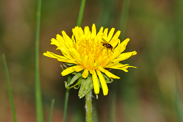 포토 JPG 해외이미지 나무 식물 계절 꽃잎 꽃 곤충 백그라운드 잎 꽃무늬 밭 자연 휴가 사람없음 초록색 여름 컬러풀 노란색 정원 봄 성장 벚꽃 가을 개화 닫기 숲 민들레 벌 데이지 보케 내추럴 고립 해외202004 해외포토 동물 컬러 무늬 농업 모션 생태계 파일형식 이미지허브