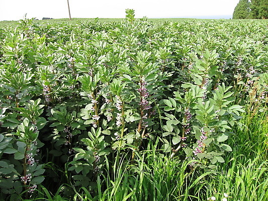 포토 JPG 해외이미지 음식 잎 밭 농업 채소 자연 사람없음 야외 단백질 해외202004 해외포토 식물 산업 생태계 영양소 파일형식 이미지허브