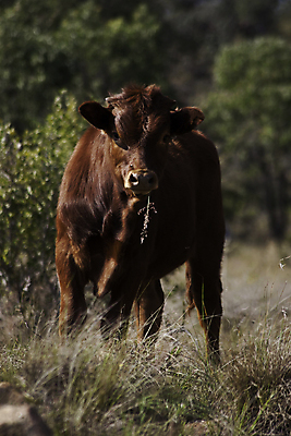 포토 JPG 해외이미지 동물 성인 사람없음 빨간색 가축 소 송아지 해외202004 해외포토 새끼 컬러 포유류 사람 파일형식 이미지허브
