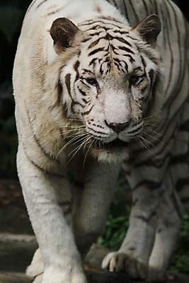 포토 JPG 해외이미지 동물 야생동물 자연 털 동물원 사람없음 고양이 흰색 호랑이 큼 혀 육식동물 동물상 해외202004 해외포토 컬러 포유류 반려동물 조형물 입 크기 생태계 파일형식 이미지허브